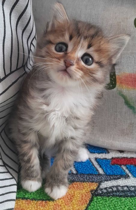 Кошенята в добрі руки