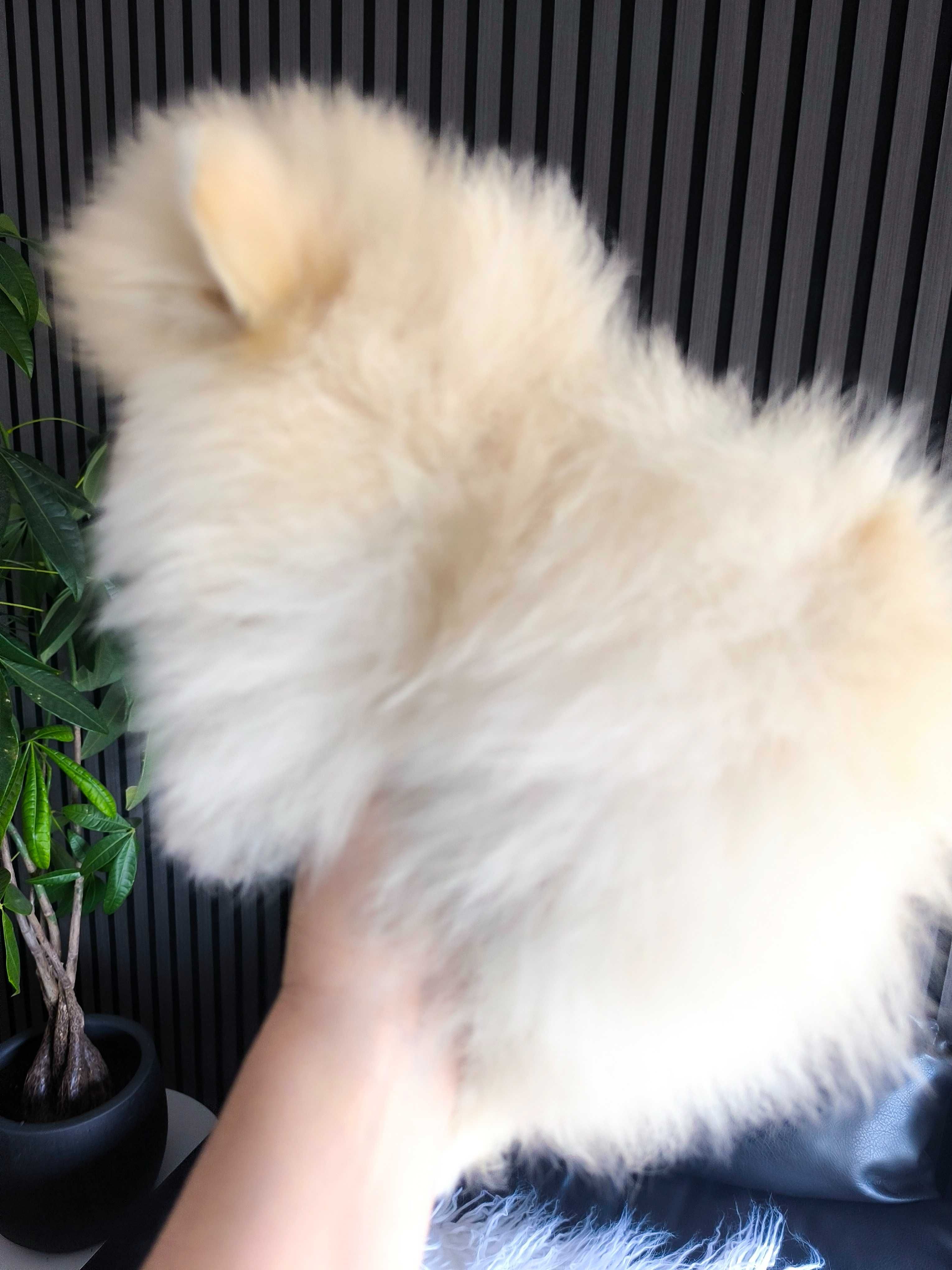 Spitz anão. Lulu da Pomerânia . Menina. Mini Lop e Afixo. Ursinha