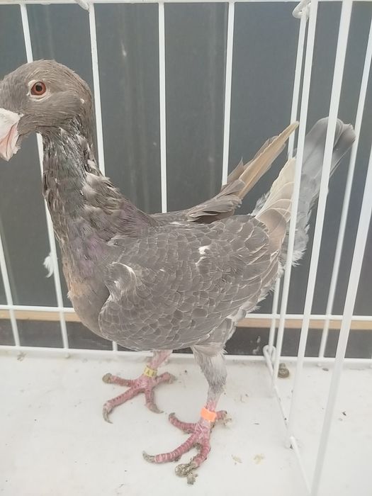 Para niemieckich wystawowych