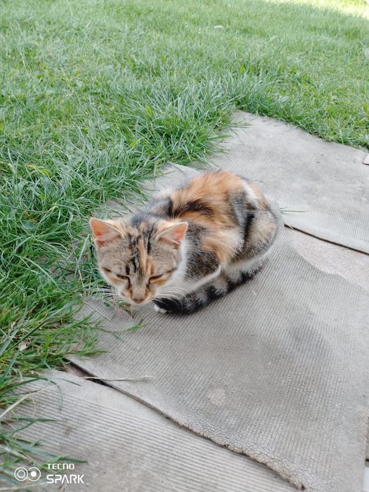 Киця, кішка ,  6 міс віддам