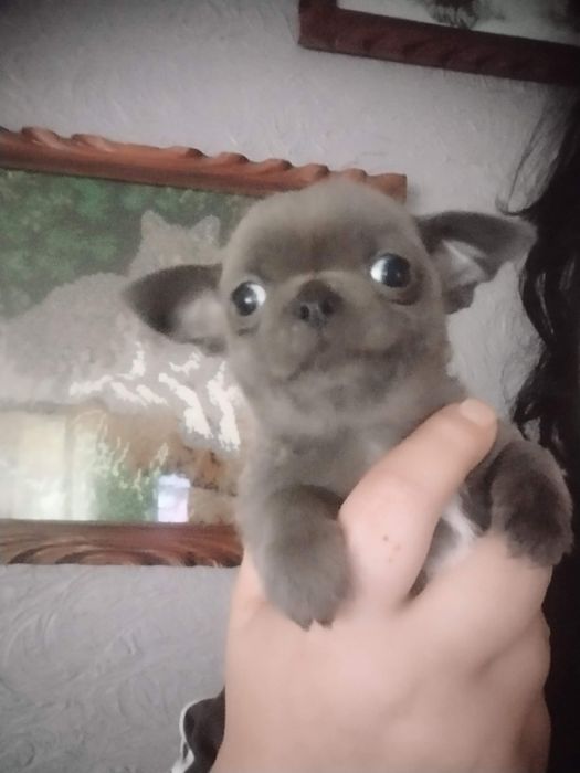 Чіхуахуа хлопчики дівчатка і франя