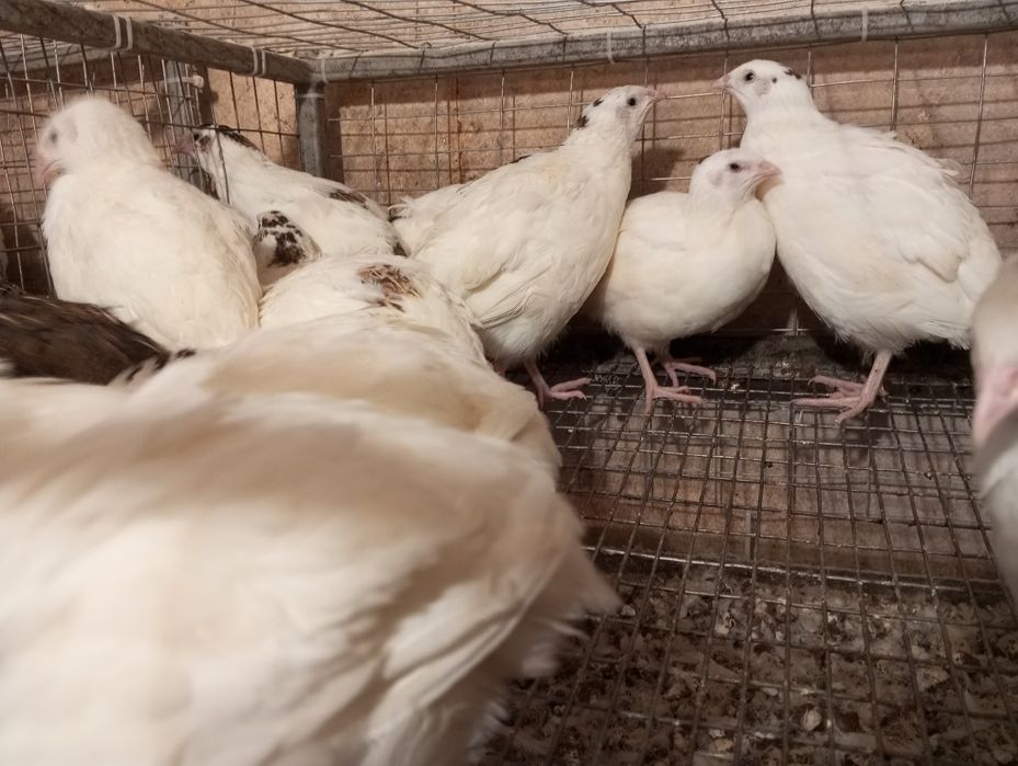 Продам перепелов Техас от суточного до несушки