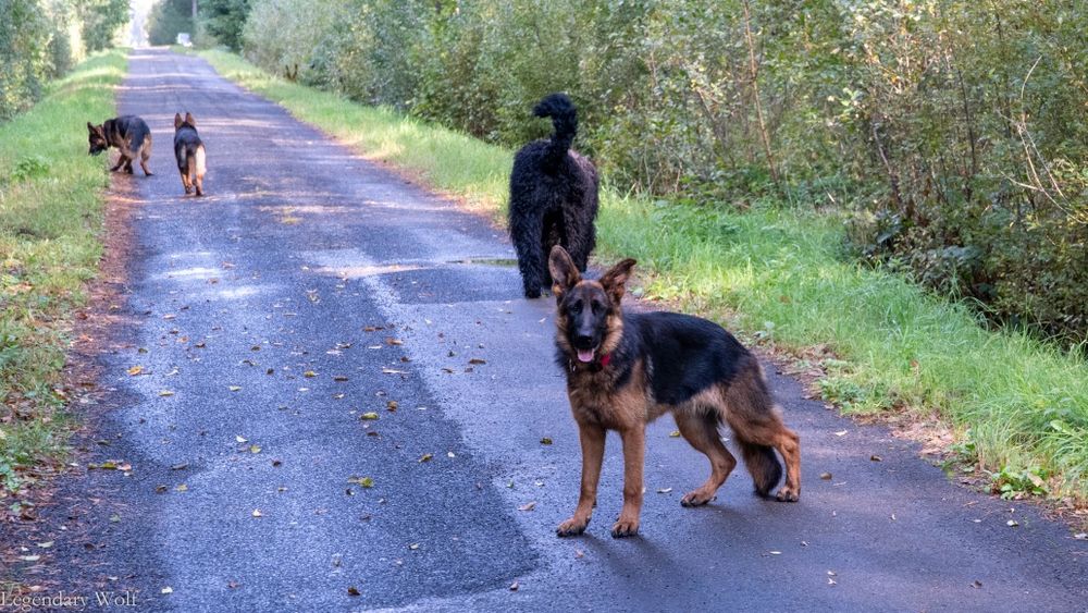 Owczarek Niemiecki FCI