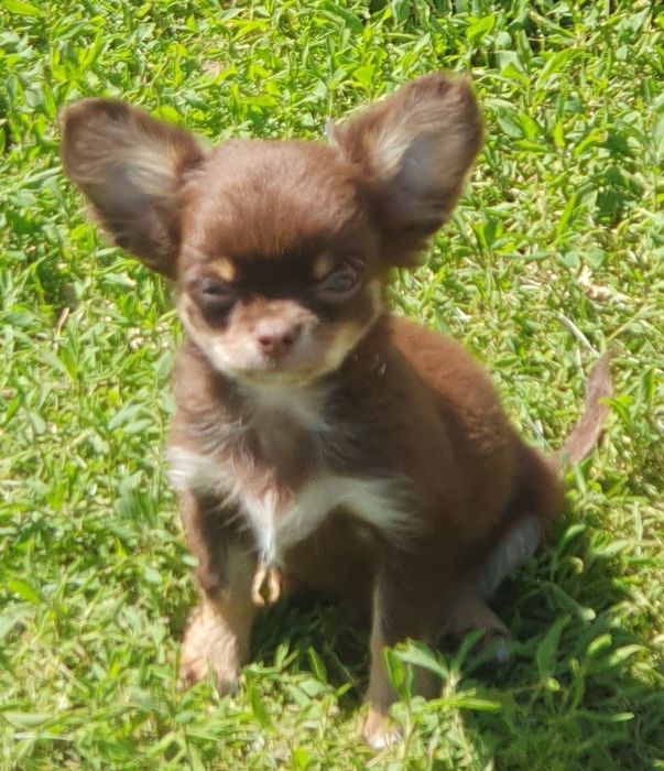 Чихуахуа шоколадно подпалые длинношерстные
