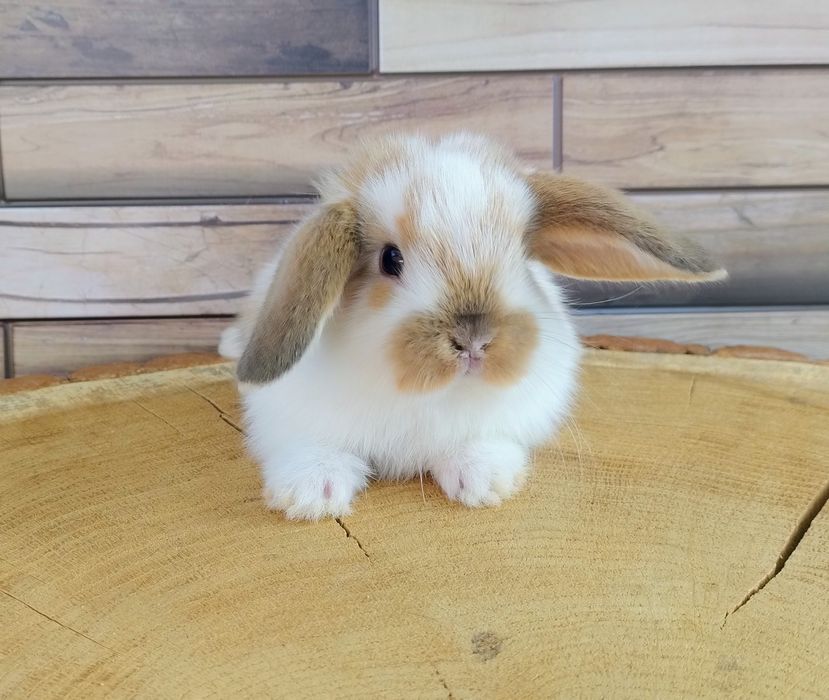 Mini lop wolne króliczki baranki