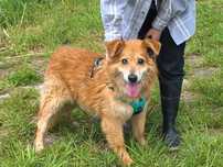 Rudy piesek w typie eurasier do adopcji