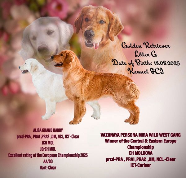 Поєднання Америки та Європи