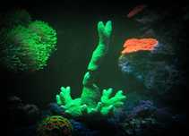 Montipora green koralowce Olsztyn akwarium morskie