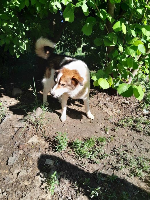 Piesek Poldek - do adopcji