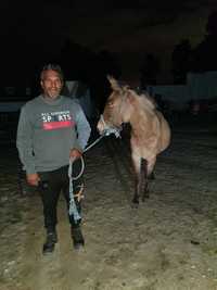 Tosquiador de mulas , cavalos,  burros