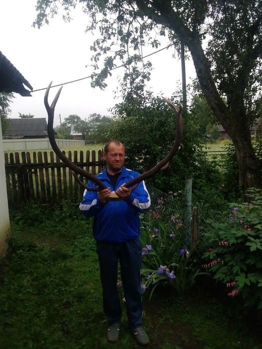 Продам роги оленя