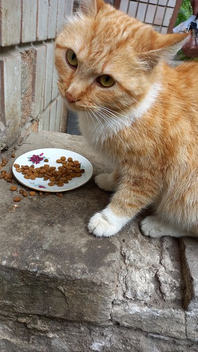 Кошечка подросток в добрые руки