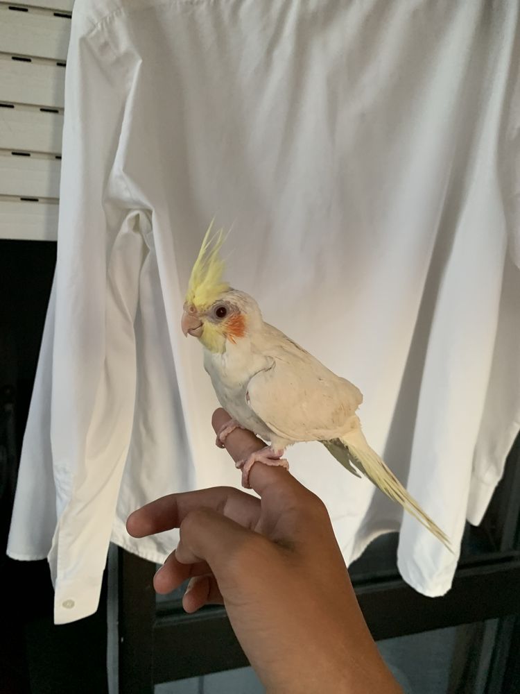 caturras bebes criadas a mão