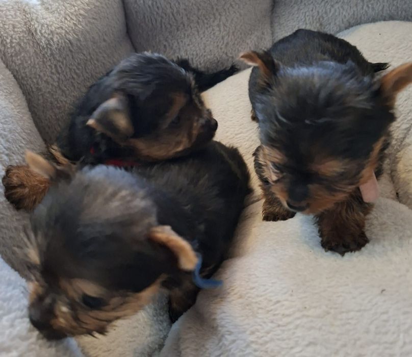 Yorkshire terrier Suczki