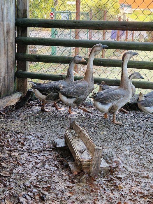 Gęsi garbonose, bażanty złote