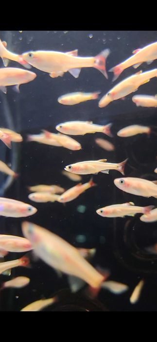 Kardynałek chiński złoty/ Sklep SKALAR