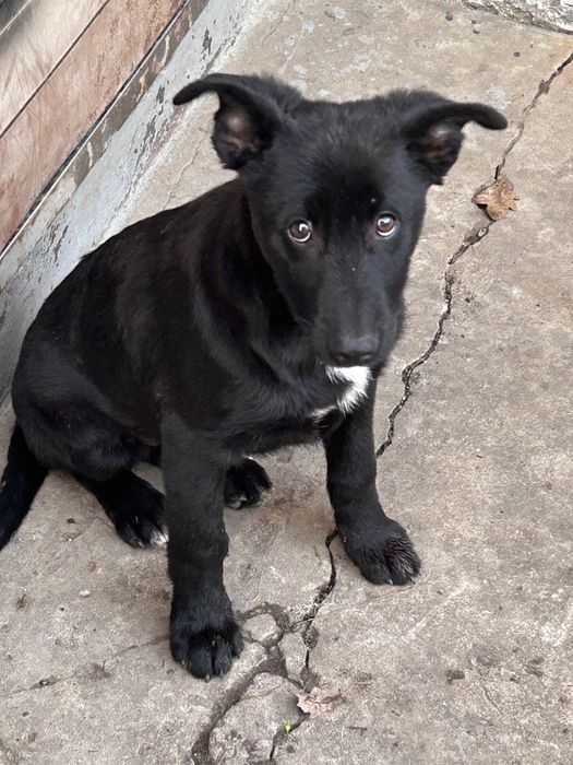 Хлопчик 5місяців,Щеплення від сказу,вихований