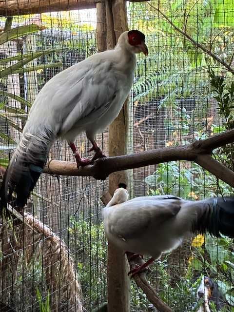 Casal de Manchurianos Brancos adulto
