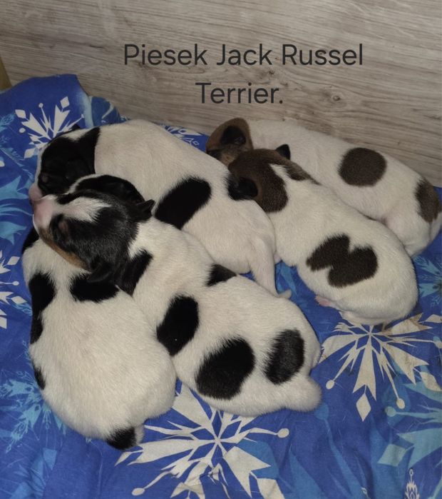 Jack russel terrier