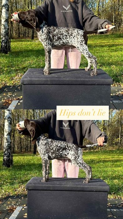 wyżeł niemiecki krótkowłosy Zkwp/Fci