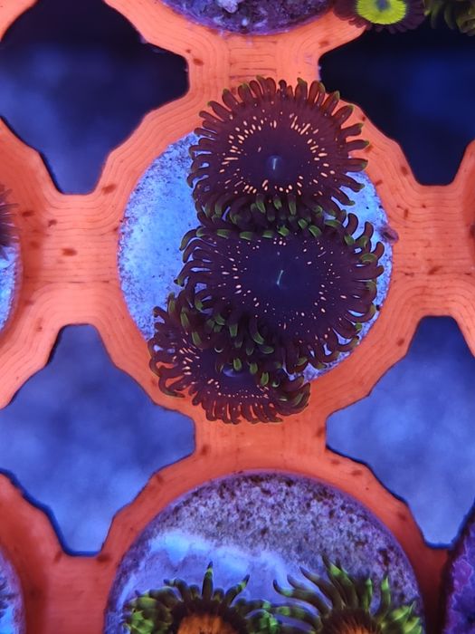 Psychosis Zoanthus, Corais de água salgada