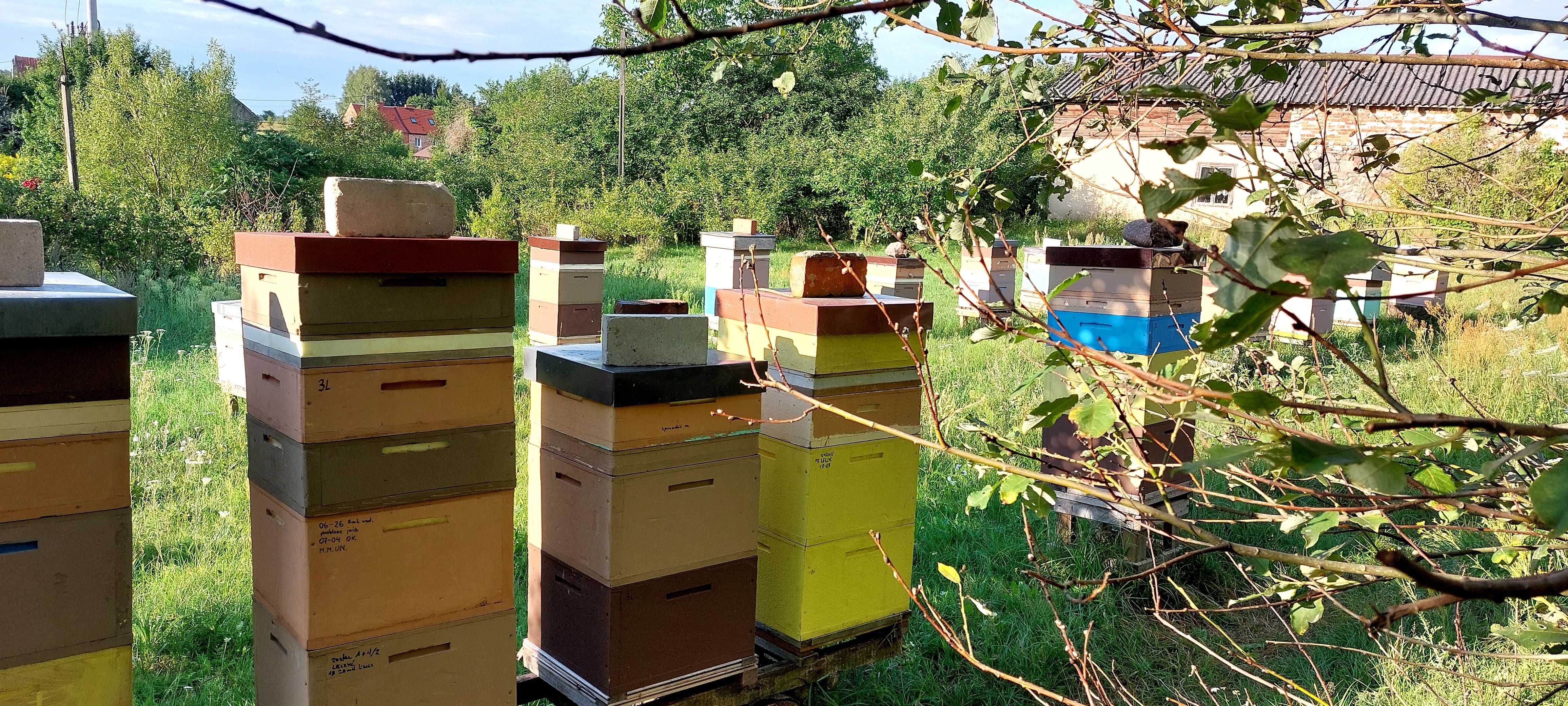 Pszczoły przezimowane na ramce wielkopolskiej,oraz odkłady 2024