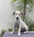 Whippet ZKwP suczka dziewczynka ciekawe umaszczenie Revirado FCI