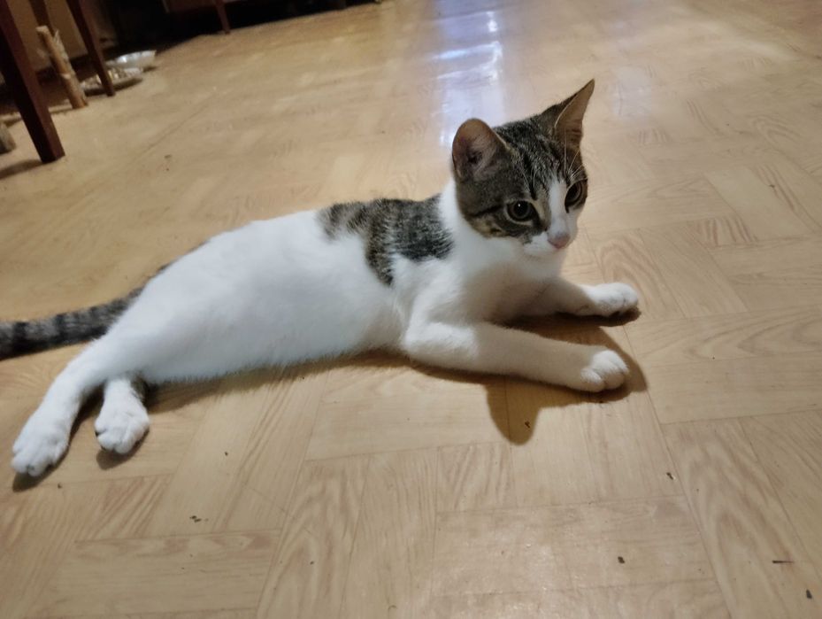 Отдам бесплатно котенка