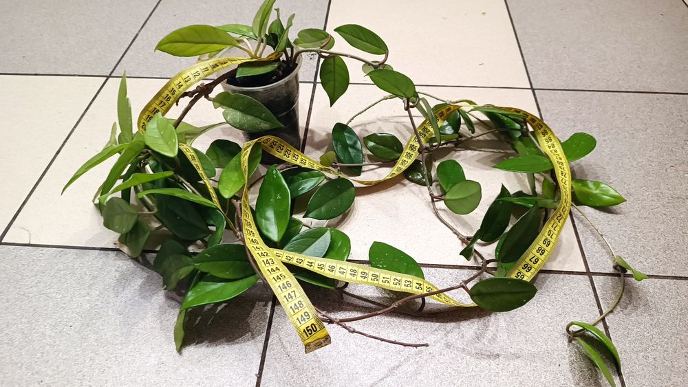 Хойя, хоя, восковой плющ