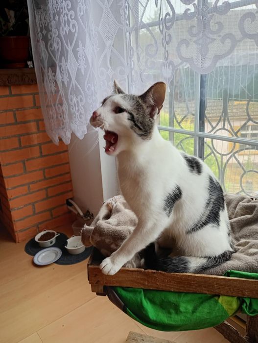 Muffinka szuka domku