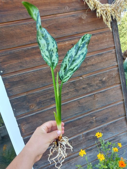 aglaonema maria piękna roślina kolekcjonerska
