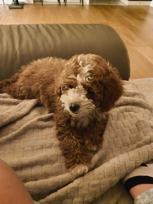 Śliczna sunia maltipoo