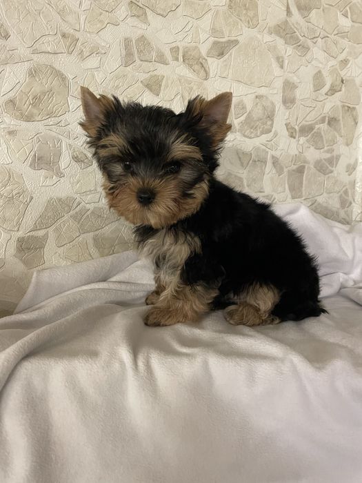 Стандарт з модочкою бебі фейс