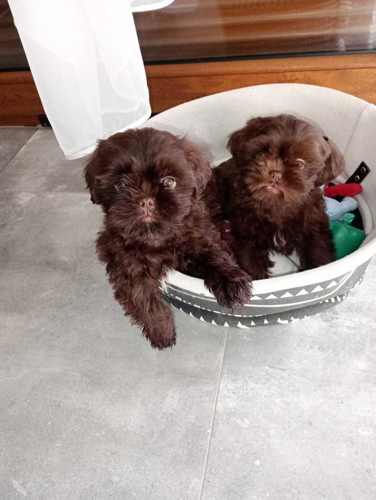 Shih-tzu czekoladowy piesek