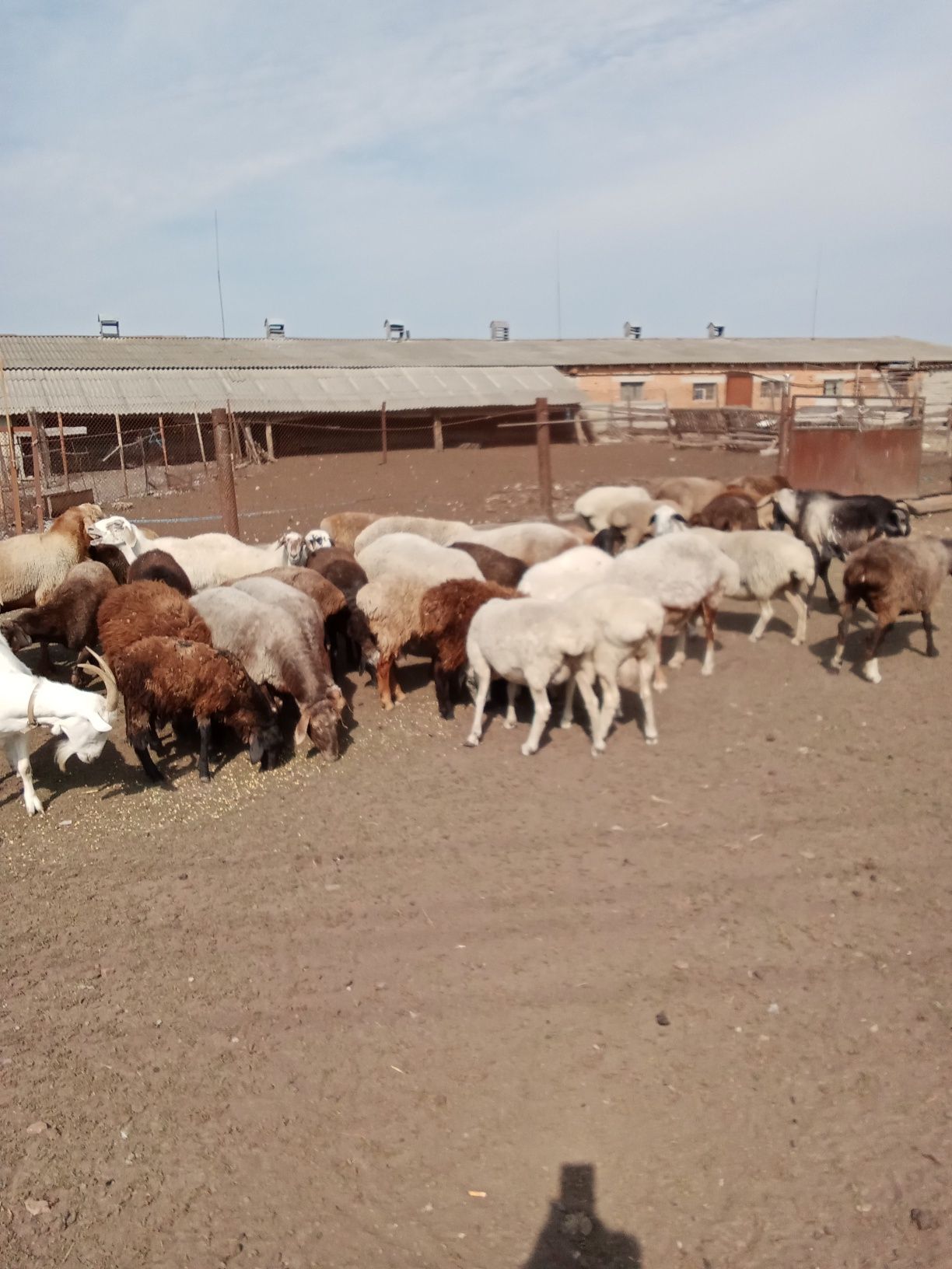 Продам вівці Гісари