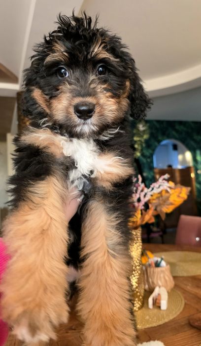 Aussie doodle sliczna dziewczynka