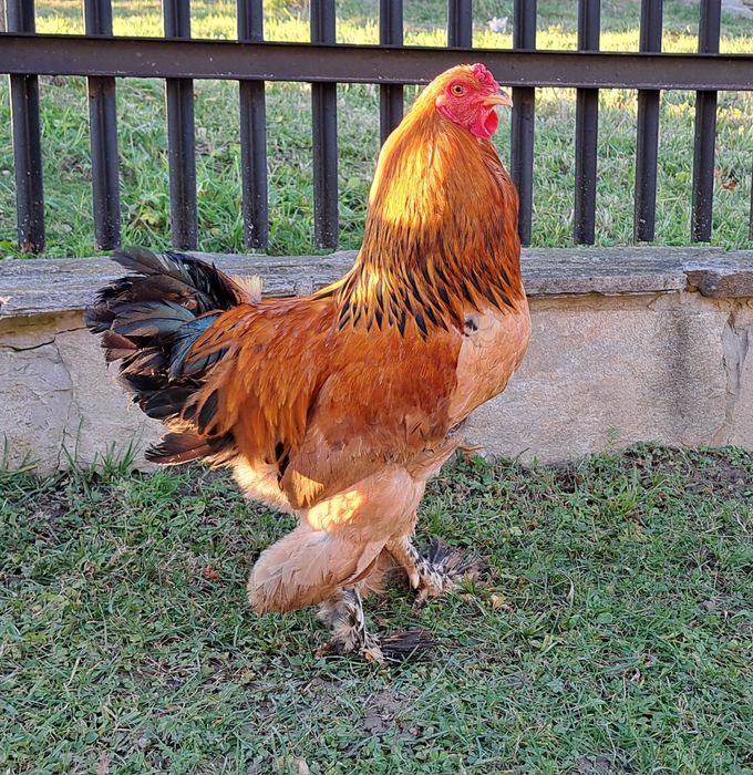 Brahma miniaturowa kogut