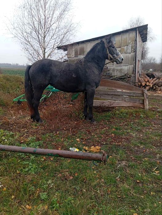 Продам велику кобилу