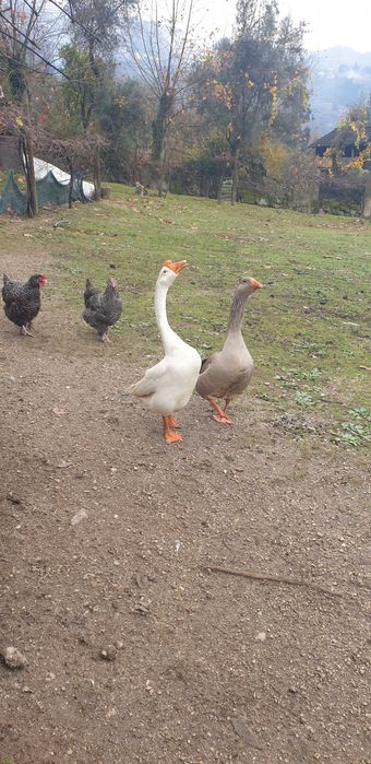 Vendo perus e gansos