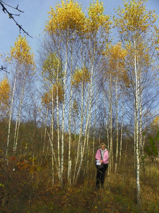 Саджанці берези, дуба, клена, липи, черемхи, барбарису, терену
