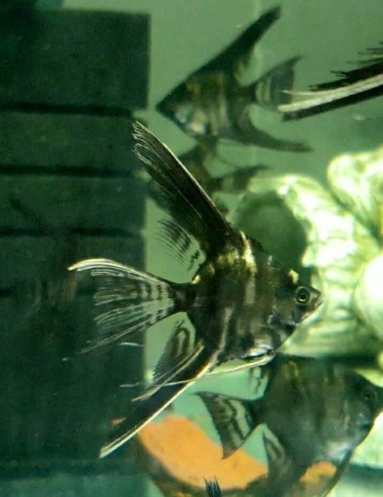 Скалярія (Скалярия)