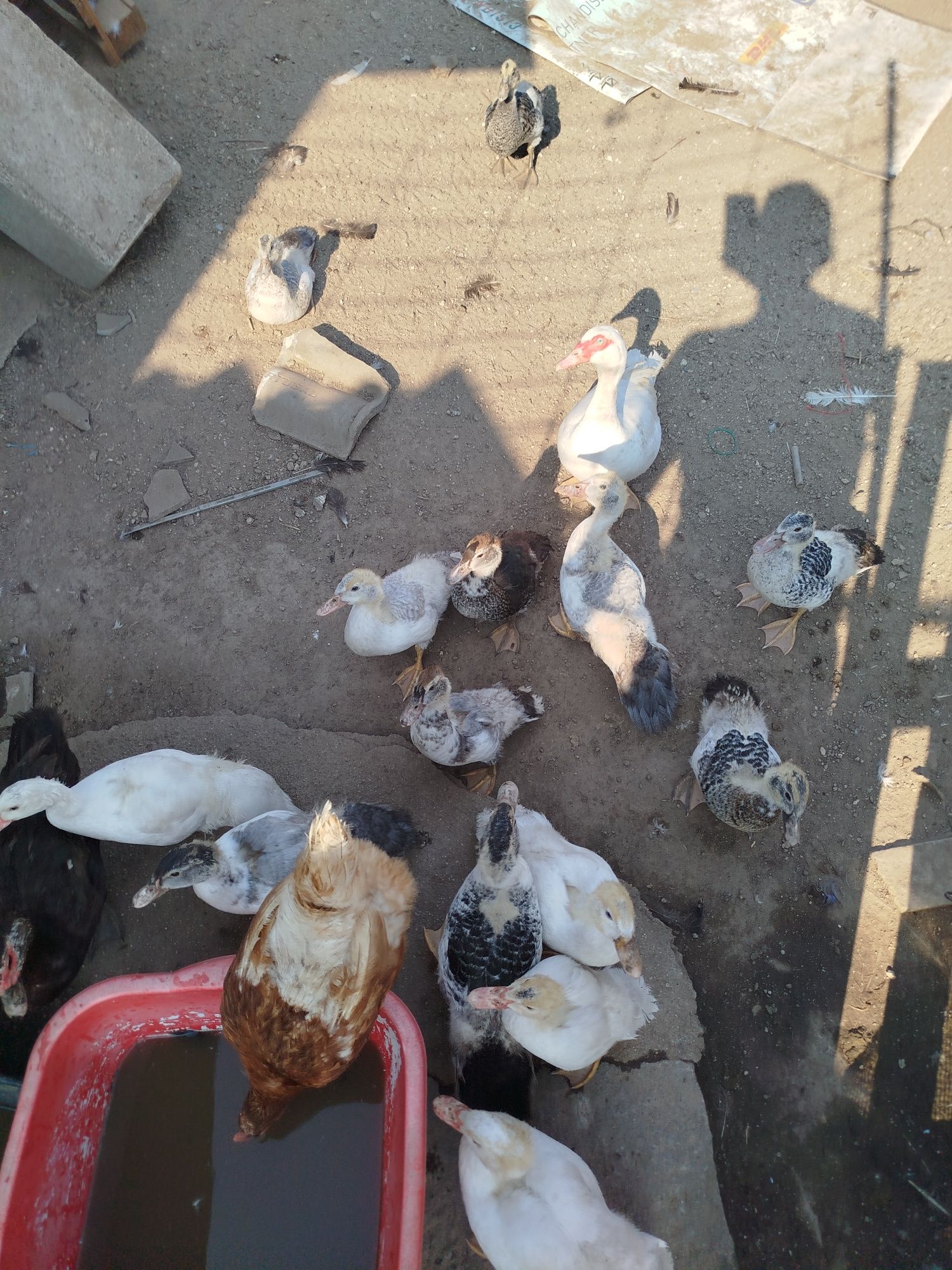 Vendo ou troco patos mudos, perus e garnisos