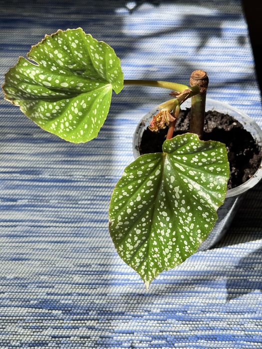 Бегонія кімнатна рослина