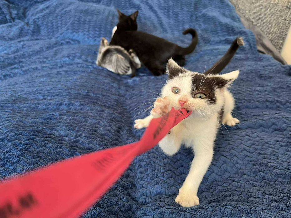 Łaciaty maleńki skarb do adopcji!
