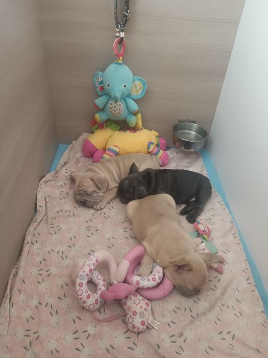 Два хлопця лілак фавн та голуба дівчинка