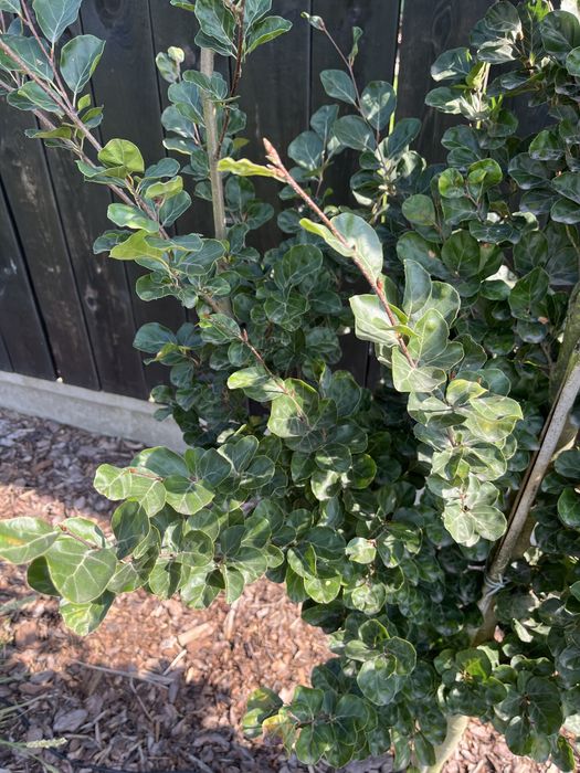 Drzewo BUK Rotundifolia 3-4 metrow