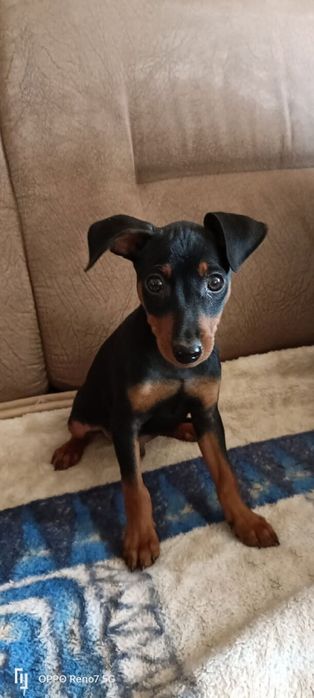 Sprzedam pieska pinczer miniaturowy