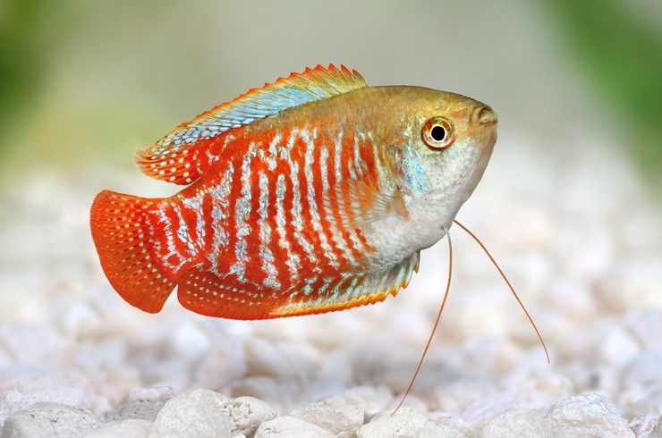 Ляліус, лялиус, акваріумні рибки, лабіринтові рибки