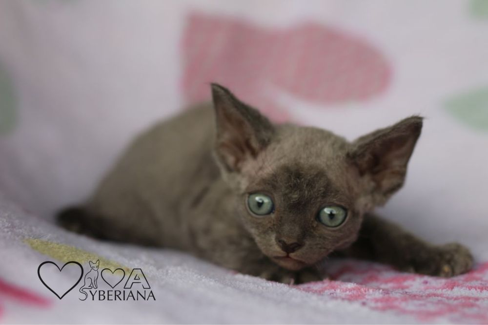 Niebieski kocurek devon rex