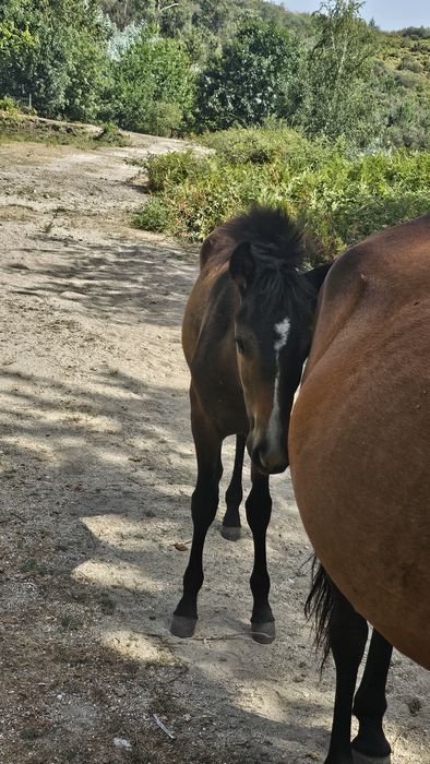 Macho e femea com 6 meses
